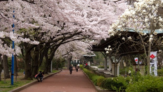 Tsutsujigaoka Park in cherry blossom season.