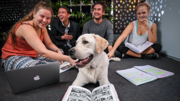 Elisabeth Murdoch College students (Claire, Spencer, Callum and Claudia, L to R) and 11-month-old therapy dog Sonny.