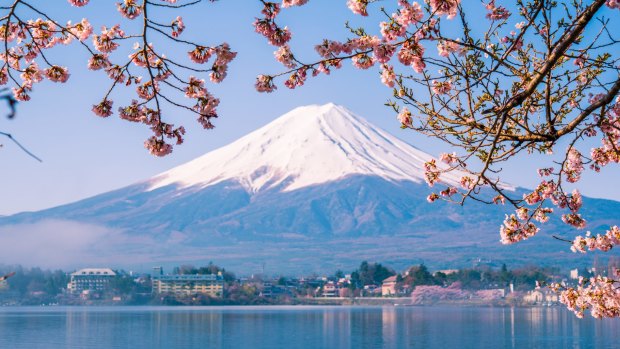 Mt. Fuji and cherry blossoms in Japan.