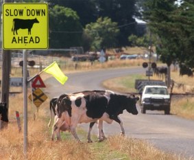 When it comes to car versus cow sometimes the vehicle comes off second best.