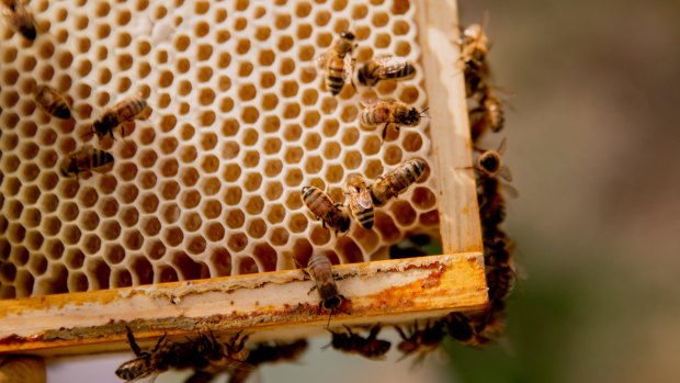 ABC's Catalyst program is devoting an episode to bees.