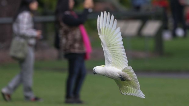 A sulphur-crested cockatoo flying in the Botanic Gardens.