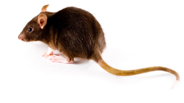 Thirteen Queen Victoria Market traders had been rated 'unsatisfactory' after rats were discovered on their premises. 