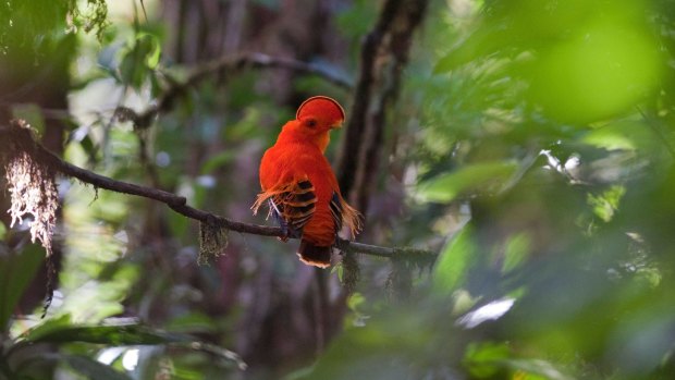 A male Guianan Cock of the Rock in its dense forest habitat at Kaieteur National Park, Guyana. 