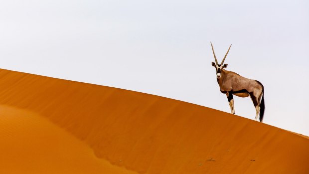 An oryx on the crest of an enormous sand dune in the Namib Desert.