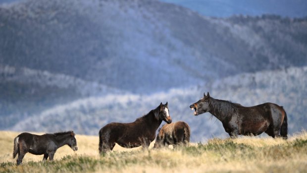 Brumbies in the high country in Falls Creek.