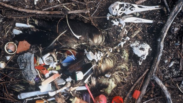 Half of all marine bird species have been found to ingest plastic.