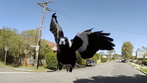 Male magpies take fatherhood very seriously