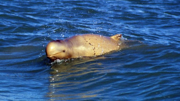 Some 200 snubfin dolphins live in Roebuck Bay.