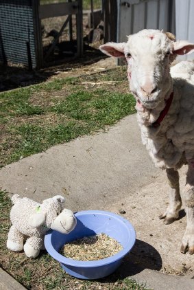 Chris the sheep grudgingly shares his oats with his plush-toy equivalent.