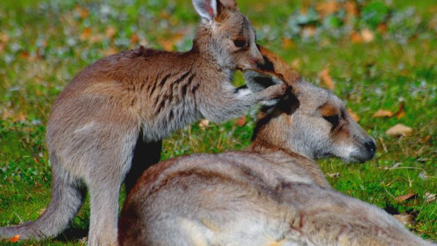 The iconic kangaroo has hopped its way into a stoush between the US animal lobby and Australia.