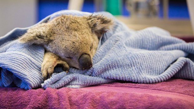 A young koala was euthanased after being mauled by a pet dog north of Brisbane early on Tuesday.
