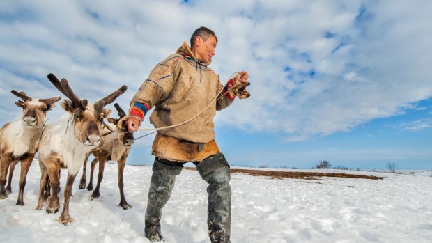 A Nenet herdsman with reindeer on Yamal Peninsula, Russia.