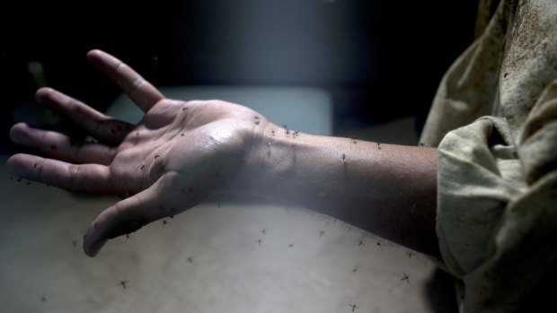 A lab worker exposes his arm to Aedes Aegypti mosquitoes, responsible for the spread of the Zika virus, during testing in the epidemiology lab at the Roosevelt Hospital in Guatemala City, Guatemala.