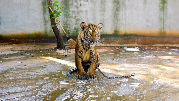 Attractions that feature "tamed" wildlife are cruel, a report says.
