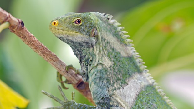 A Malolo Island crested iguana.