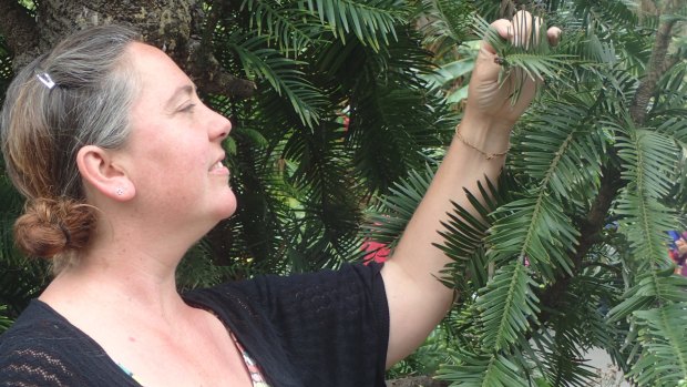 Dr Hannah McPherson, of the National Herbarium, Royal Botanic Garden, Sydney, inspecting a Wollemi pine.