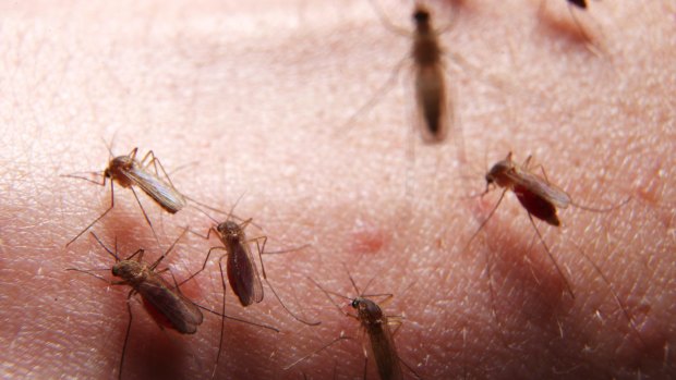 Scientists are trying to understand why mosquitoes bite people more than others. 