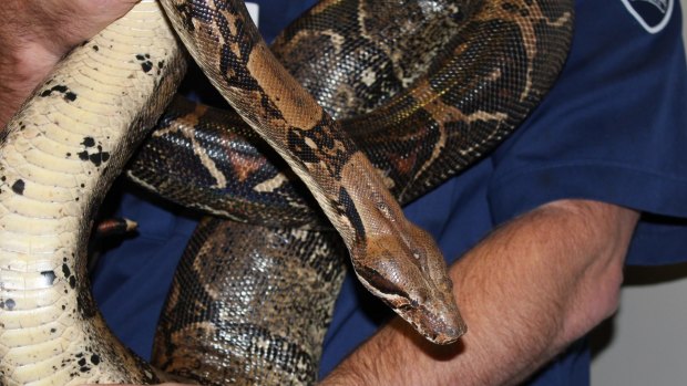 When snake catcher Barry Goldsmith saw the two-metre-long boa constrictor in a shed in Seaford, he "just picked her up, like I'd pick up a puppy dog". 