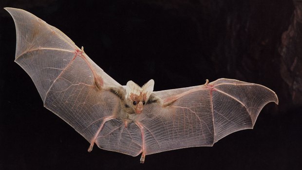 Beautiful "ghost-like" appearance: a ghost bat in flight..