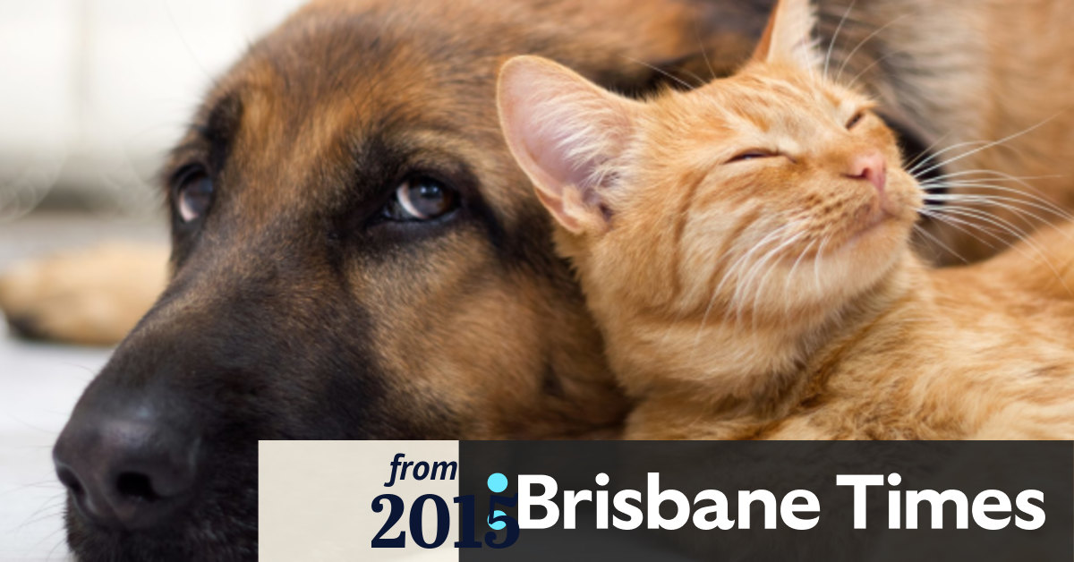 The Hidden Cost Of Free Pets To A Good Home On Gumtree Style Sites
