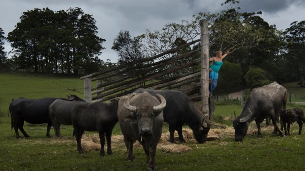 Riverine Ranch, Where the (Water) Buffalo Roam