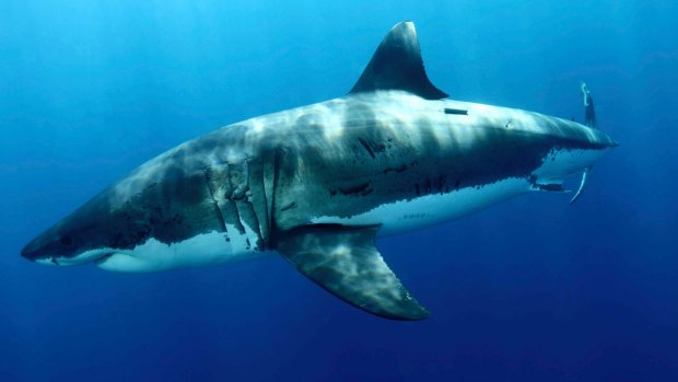 A tagged great white shark is still at large after drum lines failed to lure it to bite.