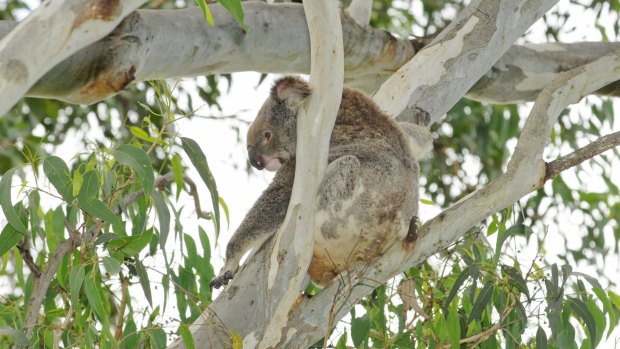 25 hectares of rainforest and koala food sources will be cleared as part of the plan.
