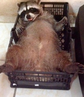 Resident raccoon Benancio behaves more like a dog.