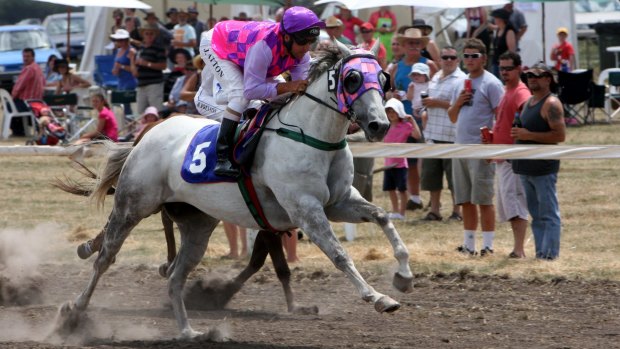 New format: Quarter horse racing may be introduced in Queensland.