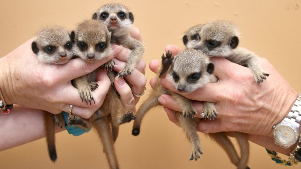 Quite a handful: Taronga Zoo is six meerkats better off after the litter was born.