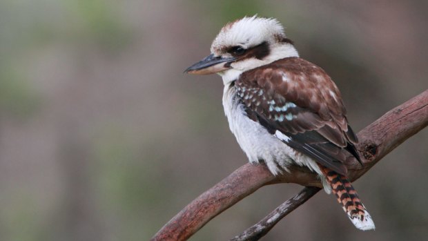 Laughing kookaburra sightings in south-eastern Australia have almost halved since 1999.