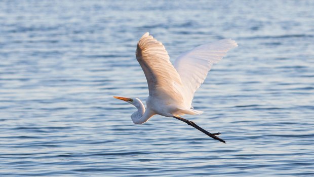 A great egret in flight.