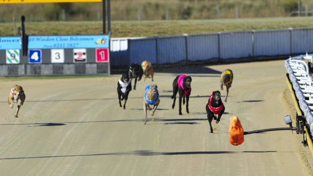 Greyhounds competing at the Canberra Greyhound Racing Club. 