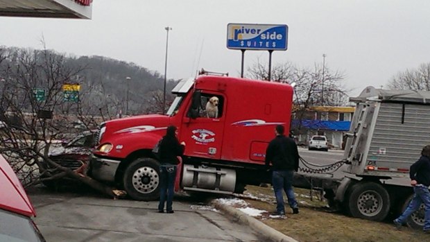 Why is everyone looking at me? A semi-truck with a dog in the driver's seat that crashed at a convenience store in Mankato, Minnesota. 