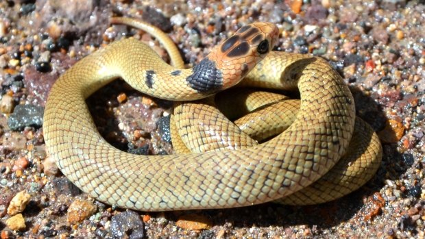 An eastern brown juvenile snake with black marking on the nape and black spotting.