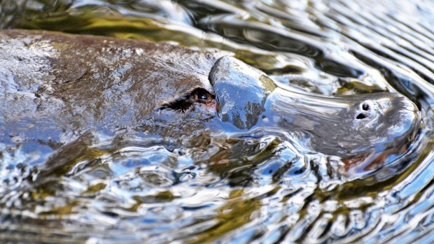 The recent distribution numbers for platypus in Queensland are unknown.