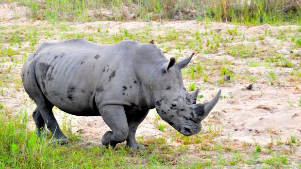 Unforgettable experiences: A rhino in the wild.