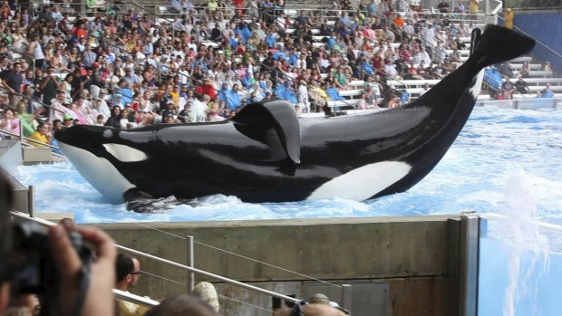 A scene from the controversial documentary, <i>Blackfish</i>.
