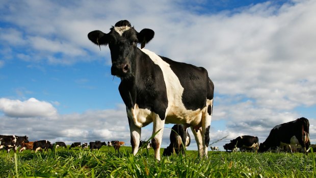 Murray Goulburn's announcement in late April 2016 caused turmoil for its suppliers that reverberated around the dairy industry after it announced retrospective price cuts on its milk payments to farmers who supplied it with milk.