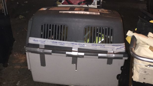 German sniffer dog arrives at Tribhuvan International Airport, Kathmandu.