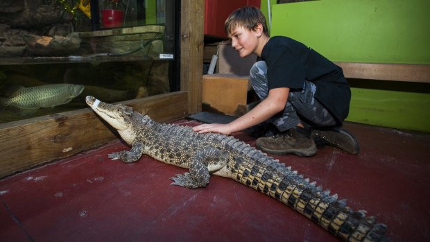 Volunteer Brian la Rance with the first salt water crocodile 'Charlie' checking out his new home at the Canberra Reptile Zoo.