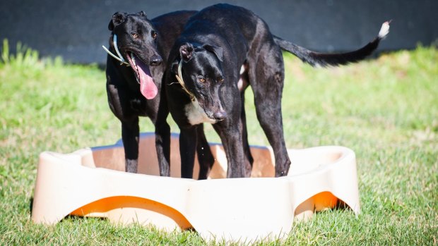 Bolt and Lightening are the first dogs surrendered by an ACT-based racing trainer. 