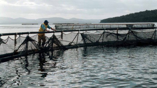 Sea lice has hit salmon production in Norway – the global leader – hard.