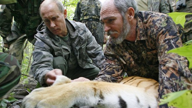 Vladimir Putin, assisted by a scientist, fixing a satellite transmitter onto a tiger during his visit to the Ussuriysky forest reserve in 2008.