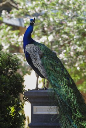 A peacock on a letterbox in Brockman Street, Narrabundah.