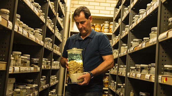 Stephen Keable, a senior researcher at the Australian Museum, with a giant sea lice specimen.