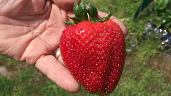 Berry World grows enormous strawberries, which are turned into jam, relish and even strawberry chilli sauce.