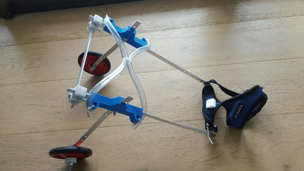The 3D-printed wheelchair built for injured cat Mozart. 