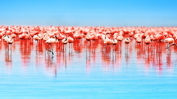 Flamingo birds in Lake Nakuru, Kenya. 